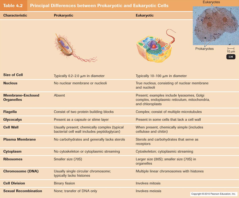 Eukaryotic Cells Vs Prokaryotic Cells Chart